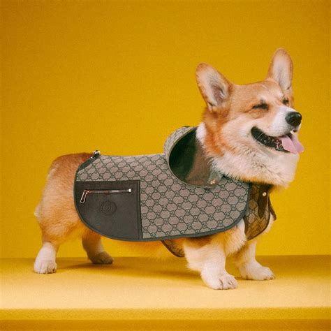 gucci accessories for dogs|Gucci dog collection.